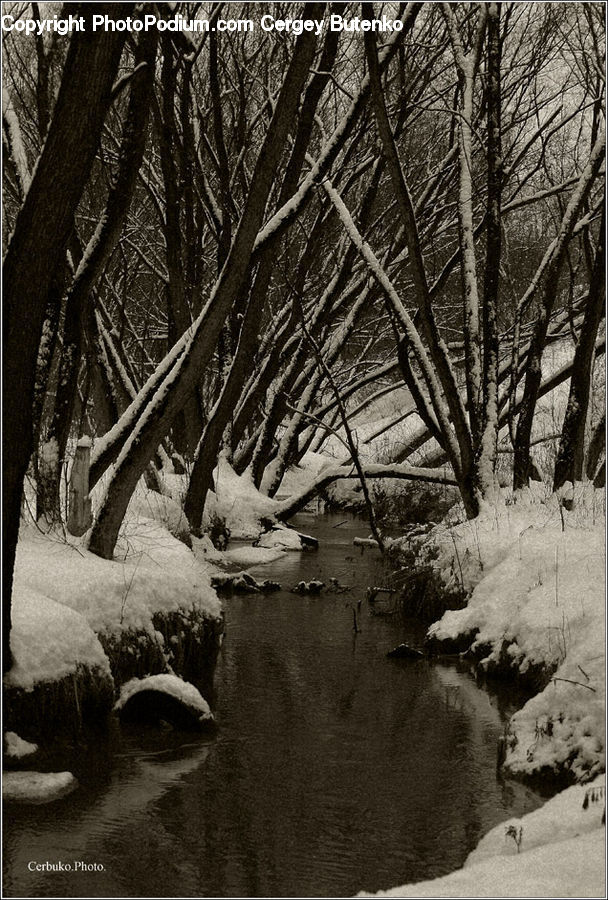 Ice, Outdoors, Snow, Plant, Tree, Forest, Grove