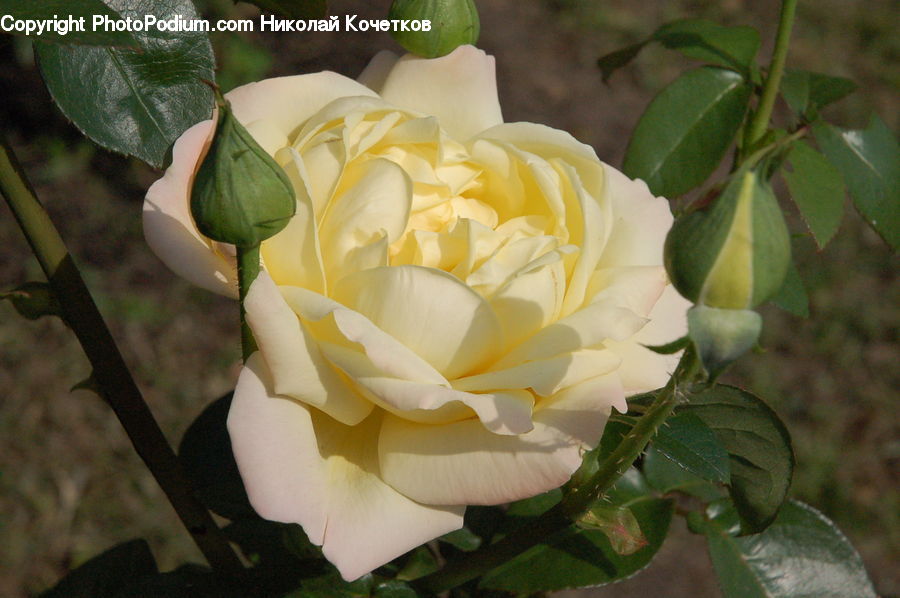 Blossom, Flower, Plant, Rose, Flora, Flower Arrangement, Flower Bouquet