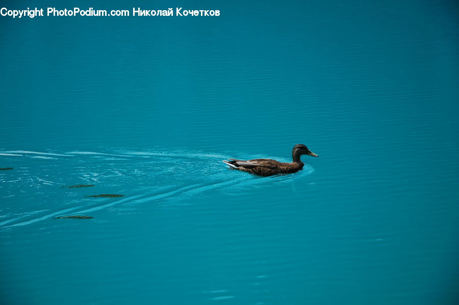 Bird, Duck, Teal, Waterfowl