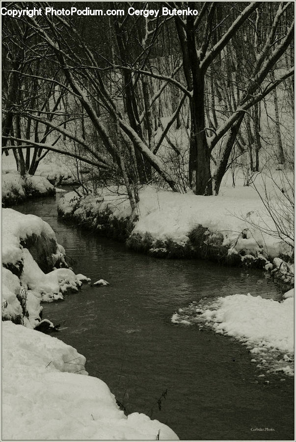 Plant, Potted Plant, Outdoors, Water, Tree, Countryside, Ice