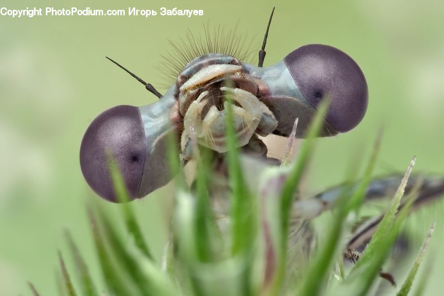 Cricket Insect, Grasshopper, Insect, Blossom, Flora, Flower, Plant