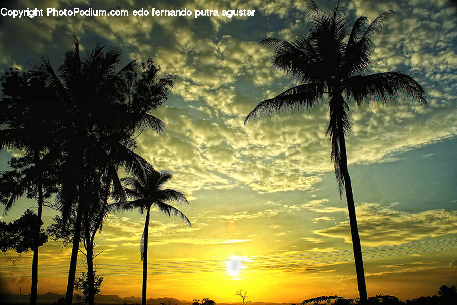 Palm Tree, Plant, Tree, Silhouette, Forest, Vegetation, Beach