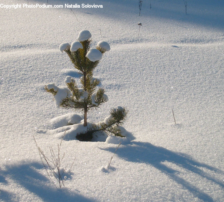 Ice, Outdoors, Snow, Bird, Grouse, Conifer, Fir