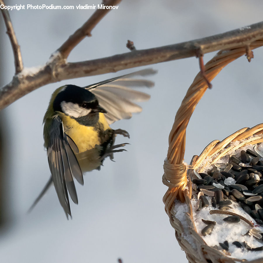 Bird, Blackbird, Bee Eater, Head, Portrait, Beak, Art