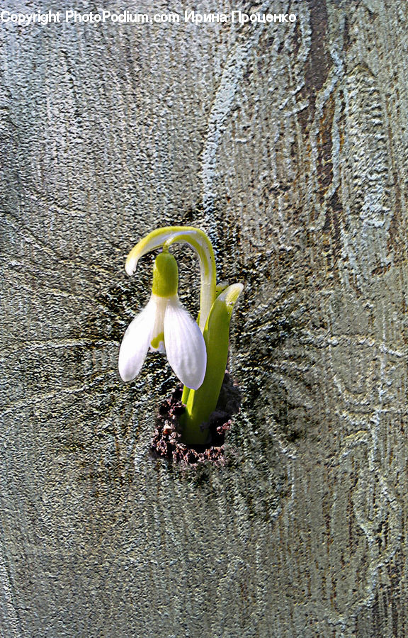 Garlic, Plant, Bird, Waterfowl, Amaryllidaceae, Blossom, Flower