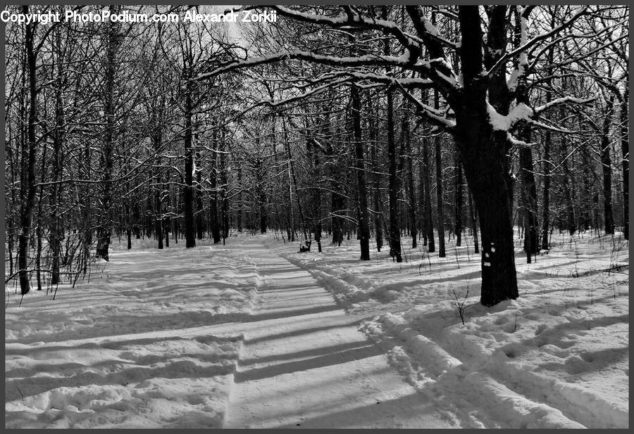 People, Person, Human, Fir, Forest, Grove, Vegetation