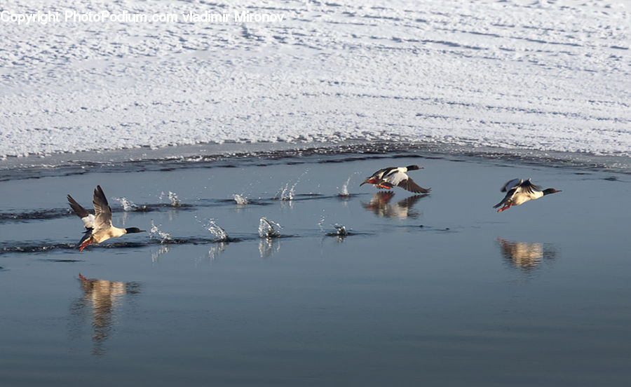 Bird, Goose, Waterfowl, Duck, Teal, Water, Seagull