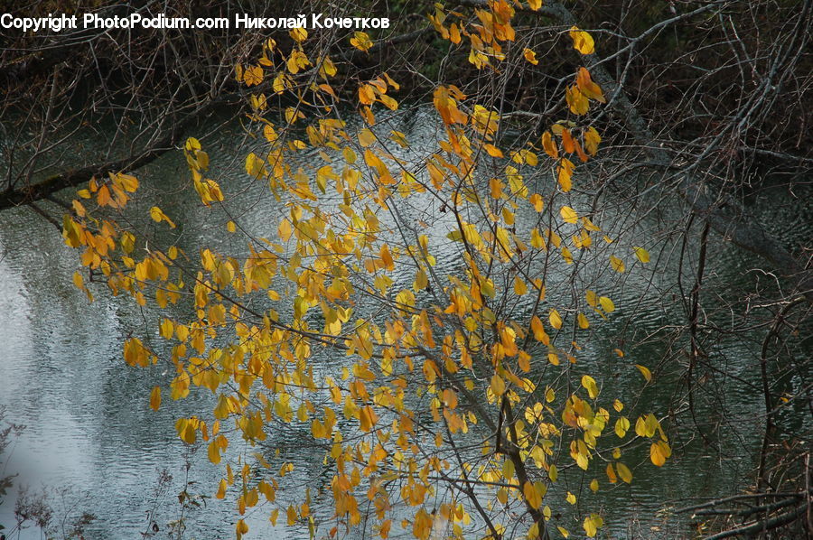 Blossom, Flora, Flower, Plant, Ivy, Vine, Frost