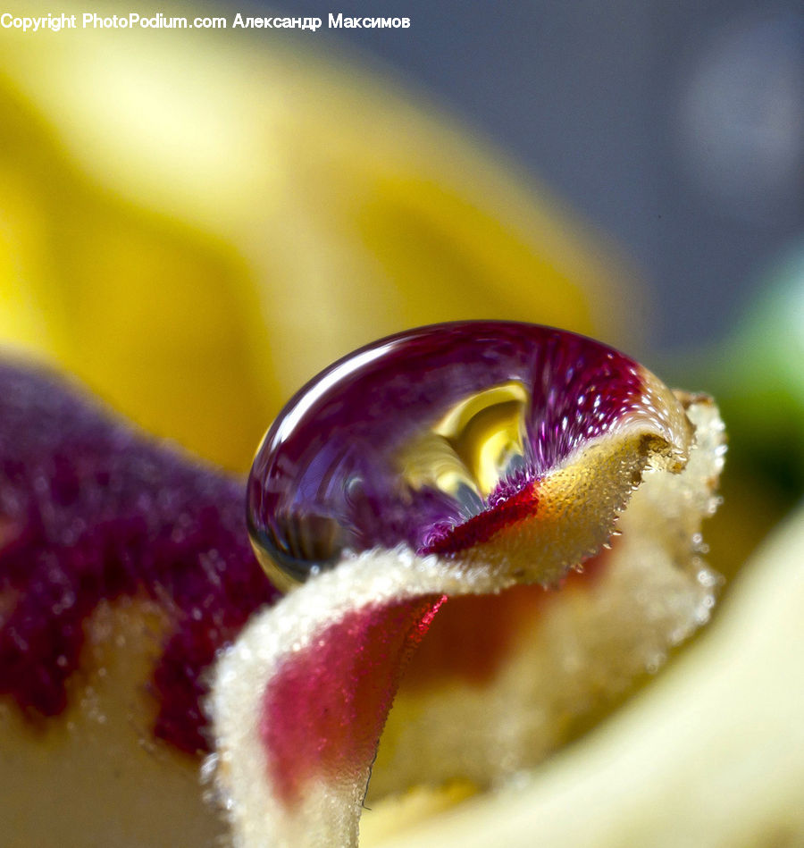 Blossom, Flora, Flower, Plant, Fruit