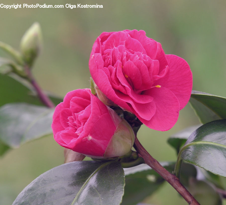 Blossom, Flower, Plant, Rose, Carnation, Flora, Geranium