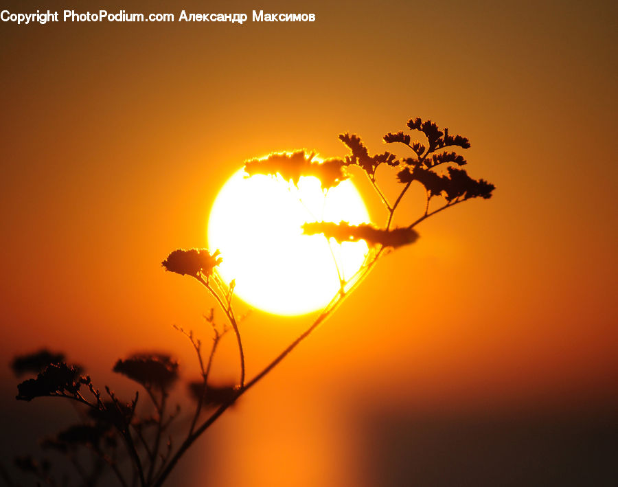 Plant, Weed, Flare, Light, Sunlight, Silhouette, Dusk