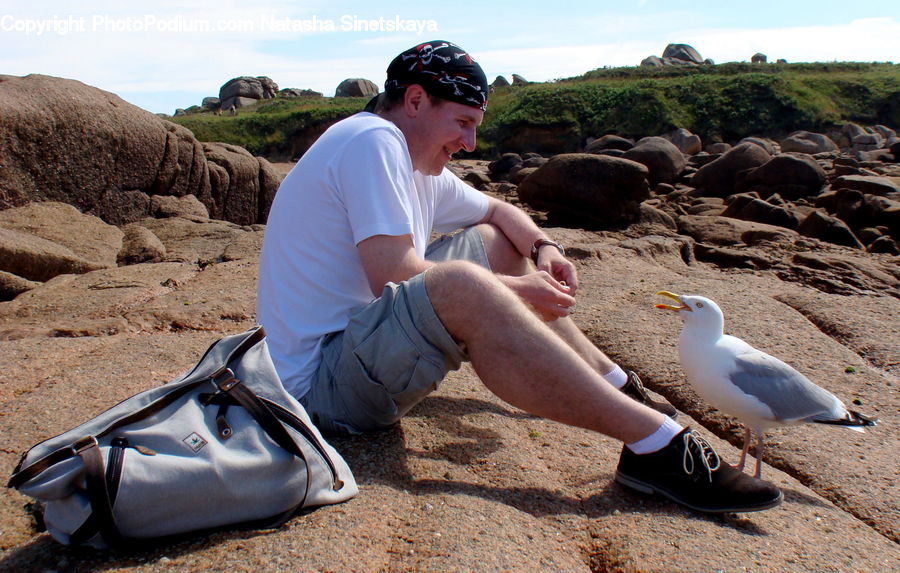 People, Person, Human, Bird, Booby, Rock, Seagull