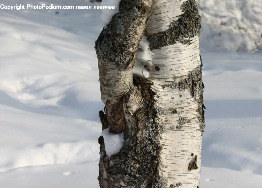 Birch, Tree, Wood