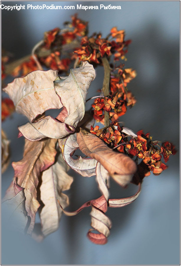 Flower, Flower Arrangement, Flower Bouquet, Ivy, Plant, Vine, Finger