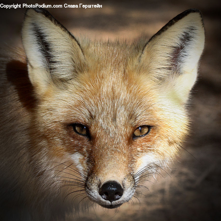 Animal, Canine, Fox, Grey Fox, Kit Fox, Mammal, Red Fox