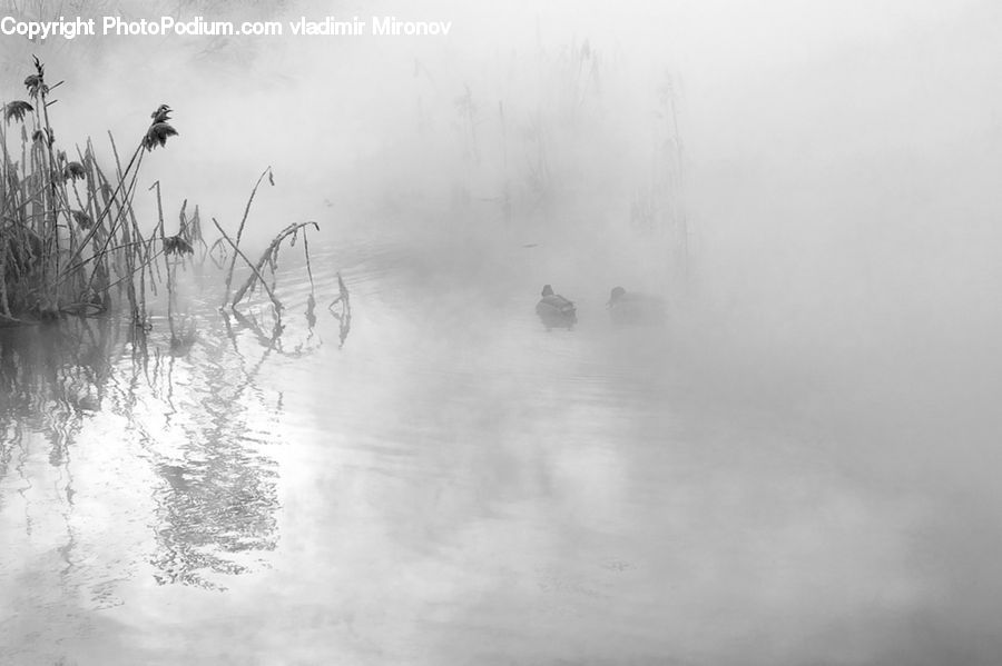 Grass, Plant, Reed, Fog, Land, Marsh, Outdoors