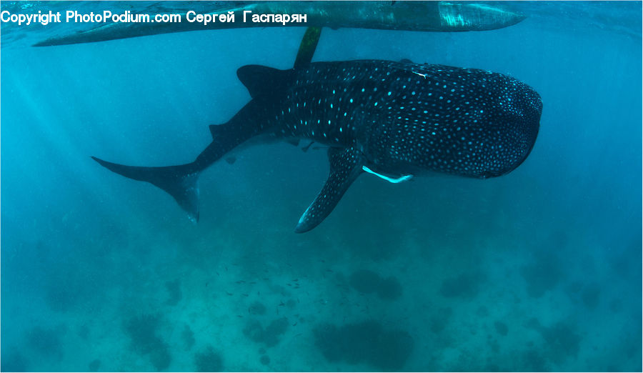 Fish, Sea Life, Manta Ray, Stingray Fish