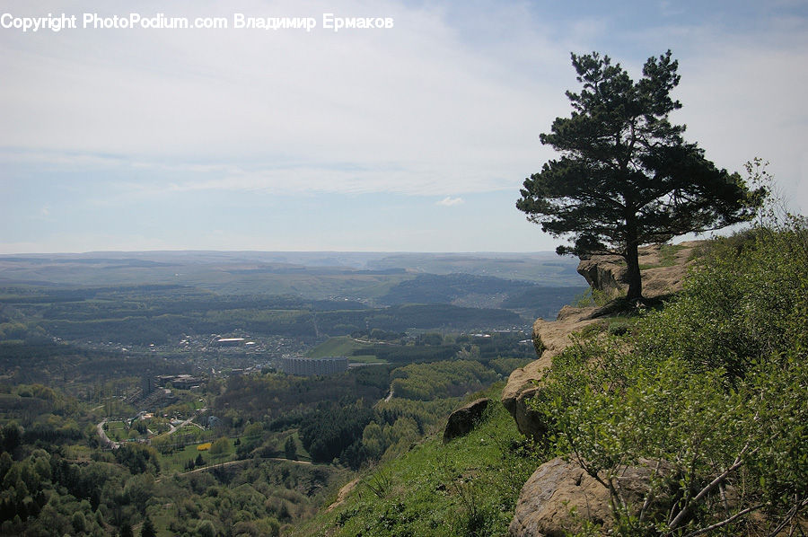 Countryside, Hill, Outdoors, Conifer, Fir, Plant, Tree