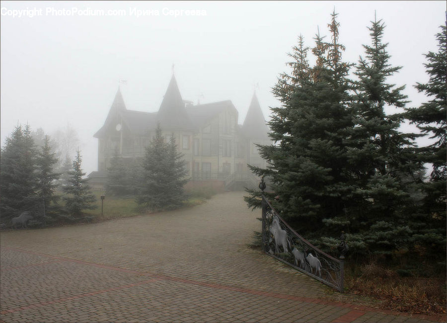 Conifer, Fir, Spruce, Wood, Plant, Tree, Landscape