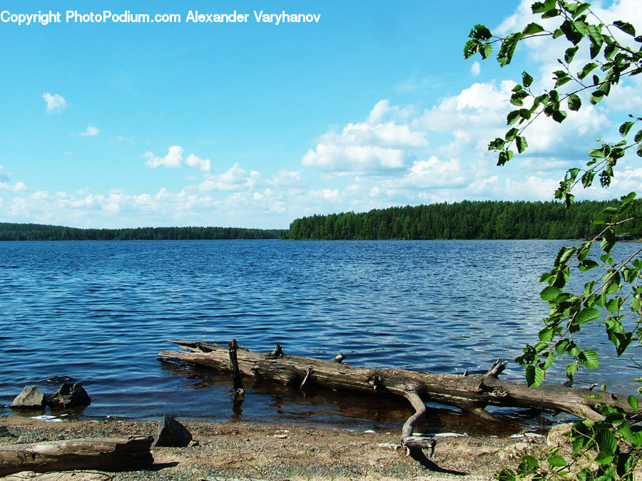 Lake, Outdoors, Water, Plant, Vine, Tree, Sea