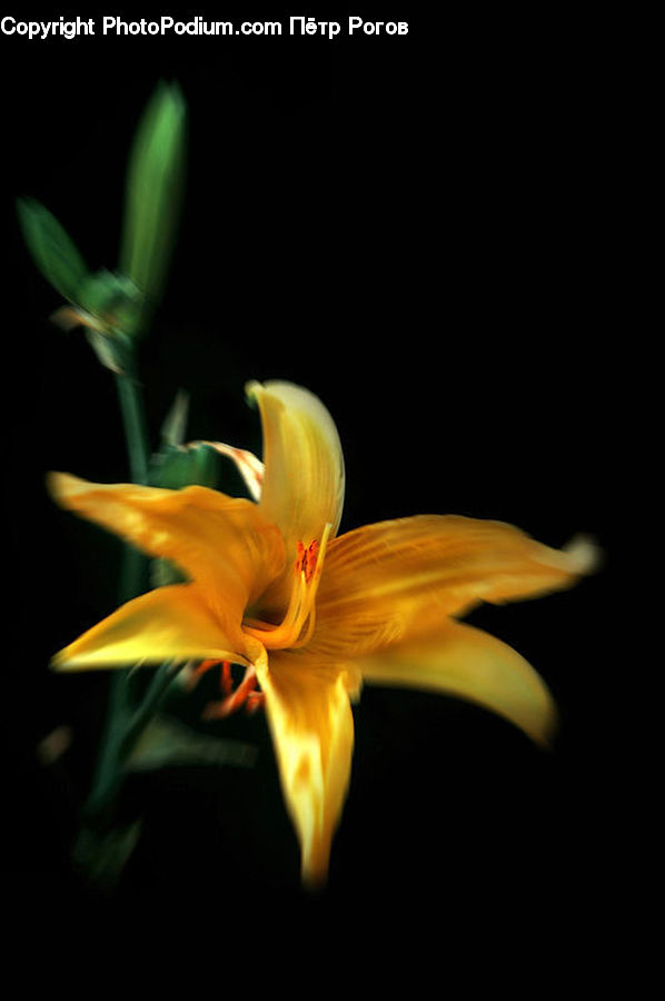 Flora, Flower, Gladiolus, Plant, Lily, Amaryllis, Blossom
