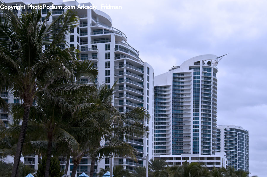 Building, Housing, Arecaceae, Palm Tree, Plant, Tree, Apartment Building