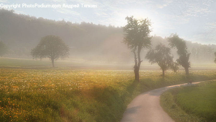 Fog, Dirt Road, Gravel, Road, Mist, Outdoors, Path