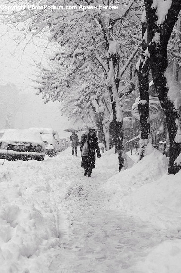 Blizzard, Outdoors, Snow, Weather, Winter, Ice, Birch
