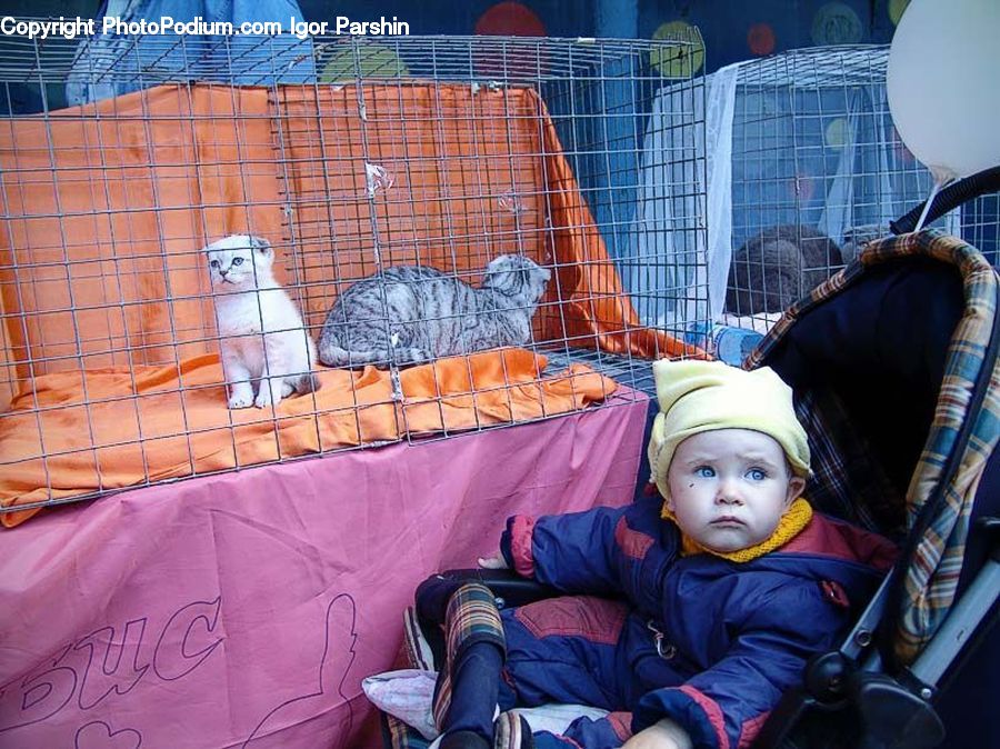 People, Person, Human, Stroller, Animal, Mammal, Tiger