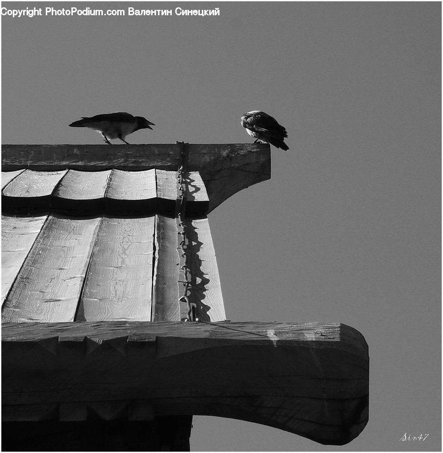 Bird, Blackbird, Crow