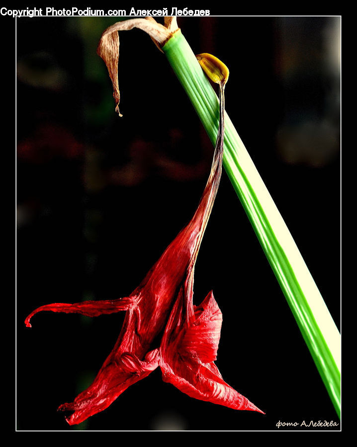 People, Person, Human, Flora, Flower, Gladiolus, Plant