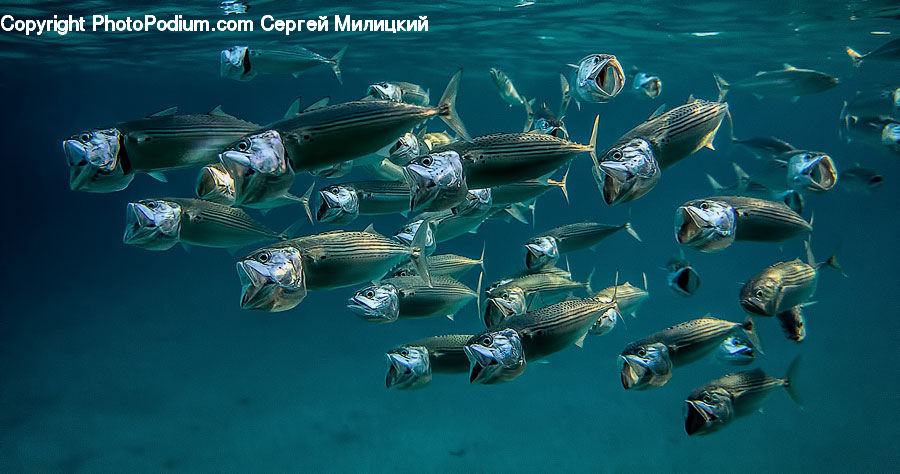 Fish, Sea Life, Herring, Sardine, Tuna, Ocean, Outdoors