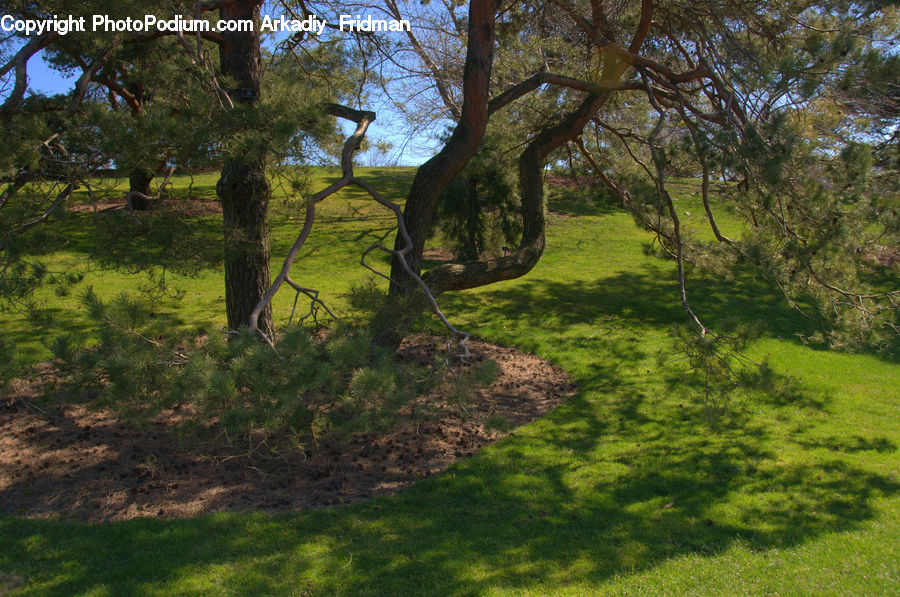 Plant, Tree, Oak, Wood, Conifer, Fir, Forest