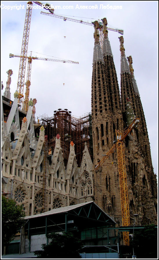 Plant, Potted Plant, Construction, Architecture, Constriction Crane, Building, City