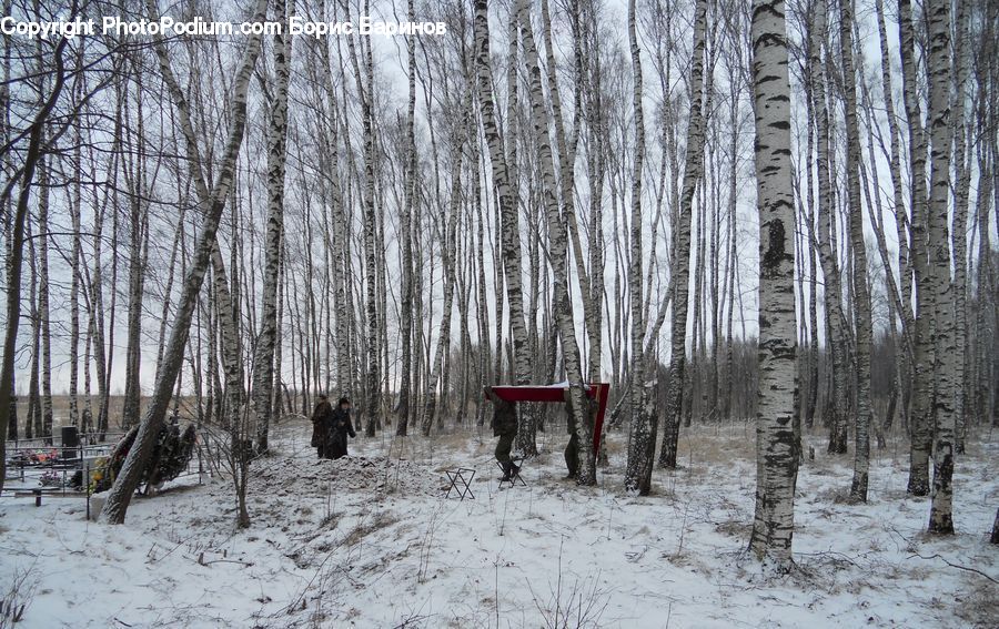Birch, Tree, Wood, Piste, Skiing, Slide, Snow