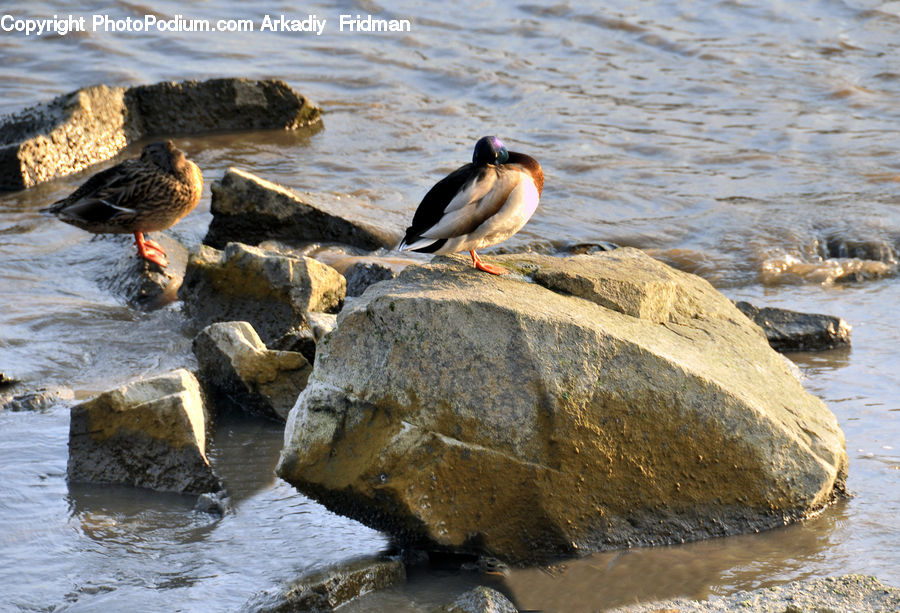 Bird, Booby, Rock, Cormorant, Waterfowl, Goose, Coast