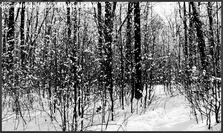 Forest, Vegetation, Birch, Tree, Wood, Plant, Grove