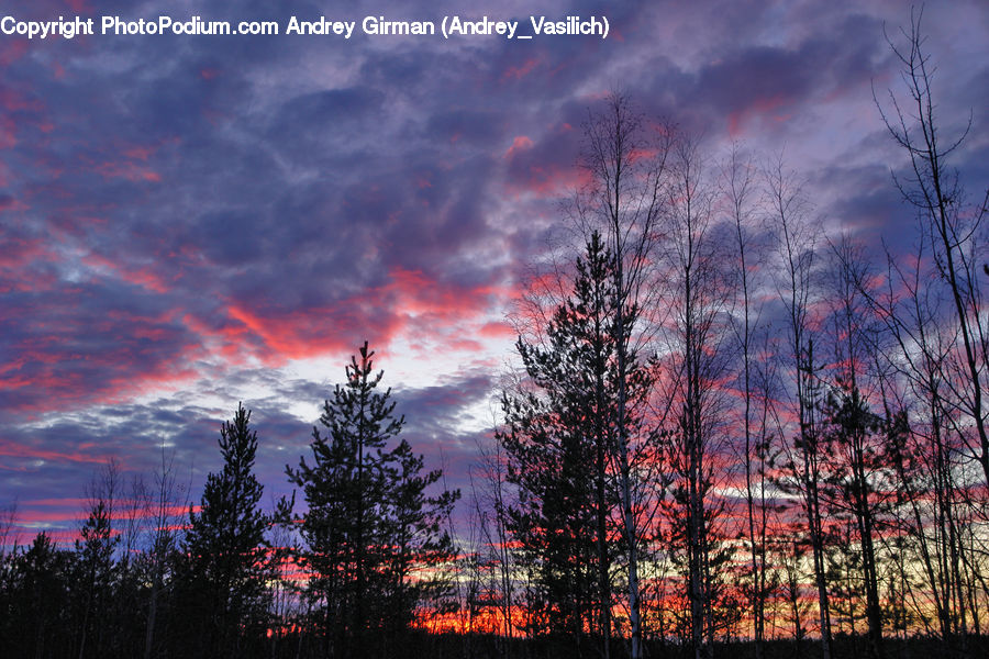 Dawn, Dusk, Red Sky, Sky, Sunrise, Sunset, Conifer
