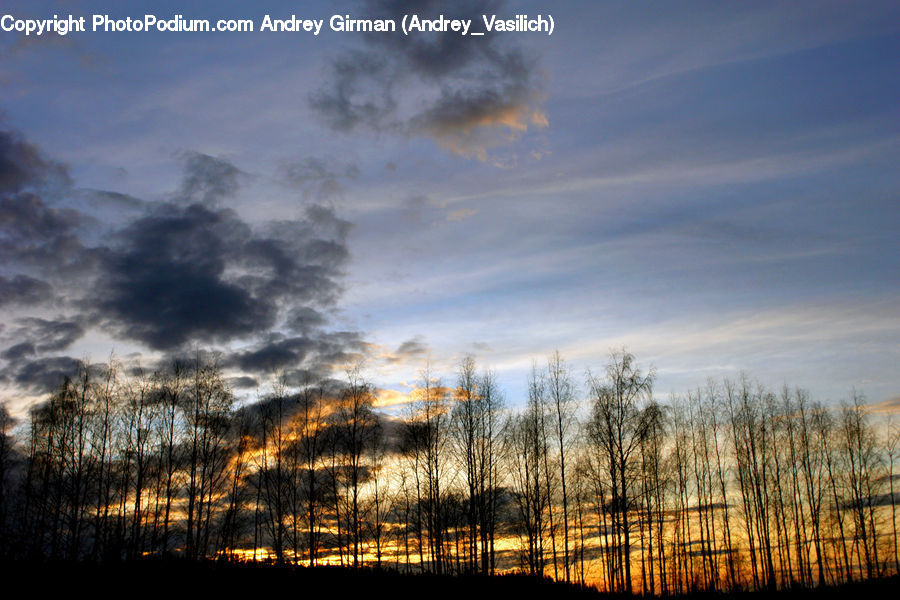 Azure Sky, Cloud, Outdoors, Sky, Conifer, Fir, Plant