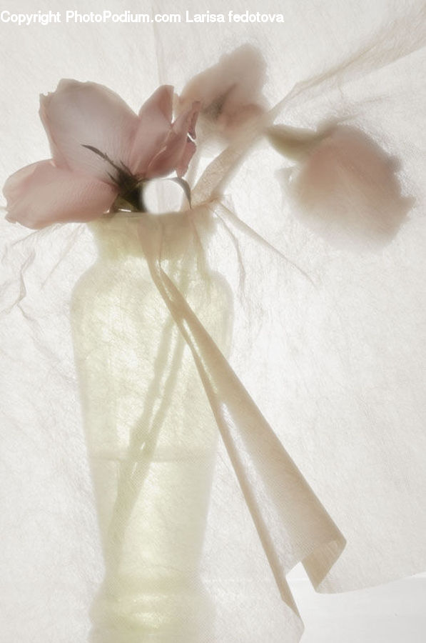 Gift, Blossom, Flora, Flower, Geranium, Plant, Accessories