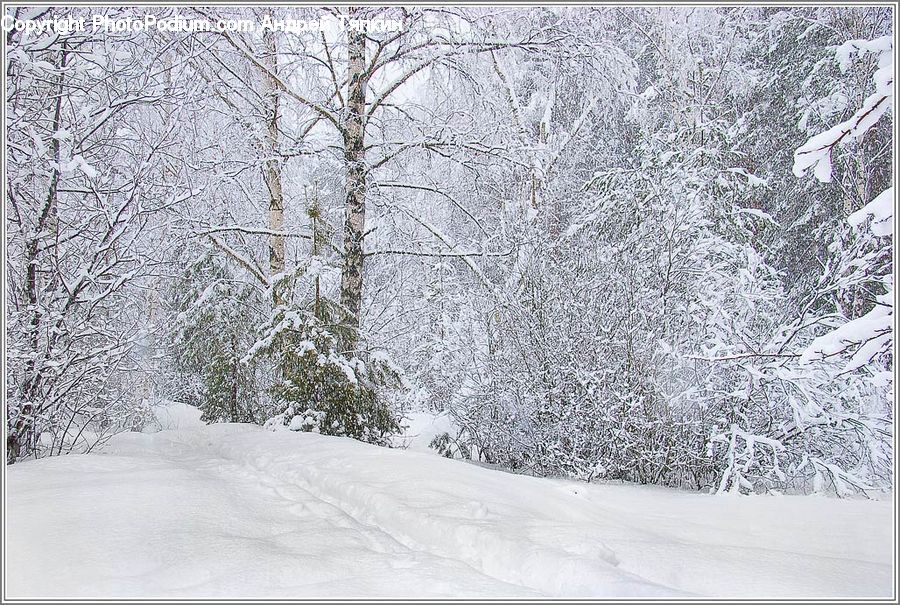Ice, Outdoors, Snow, Landscape, Nature, Scenery, Forest