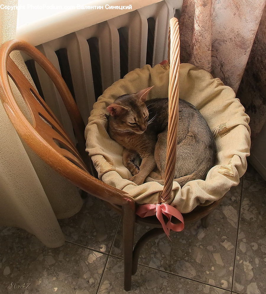 Abyssinian, Animal, Cat, Mammal, Pet, Cradle, Crib