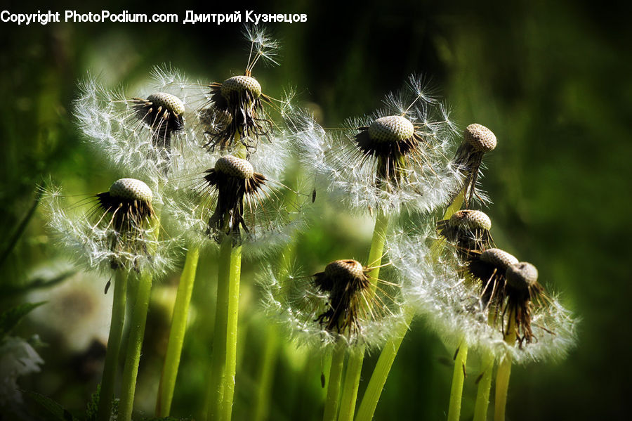 Dandelion, Flower, Plant, Bee, Insect, Invertebrate, Arachnid