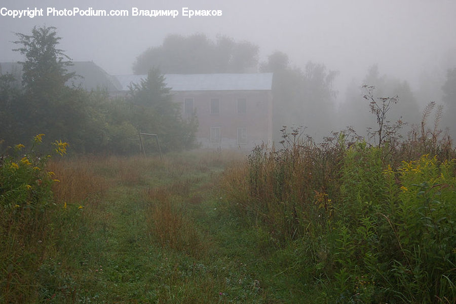 Fog, Mist, Outdoors, Plant, Tree