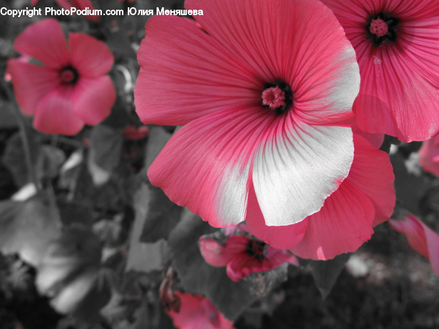 People, Person, Human, Flora, Flower, Hibiscus, Plant
