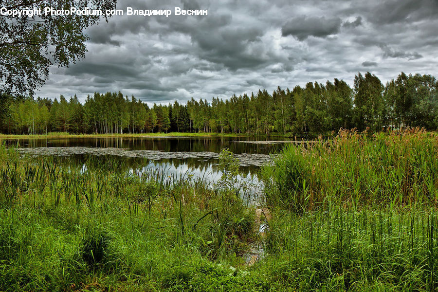 Land, Marsh, Pond, Swamp, Water, Conifer, Fir