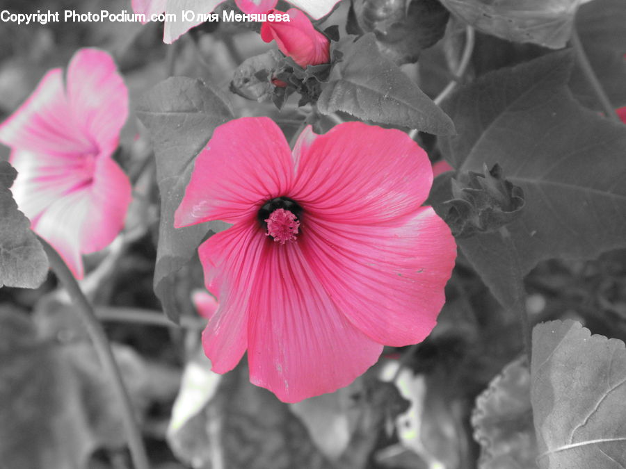 People, Person, Human, Blossom, Flora, Flower, Geranium