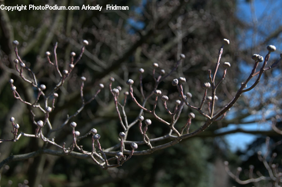 Frost, Ice, Outdoors, Snow, Conifer, Fir, Plant