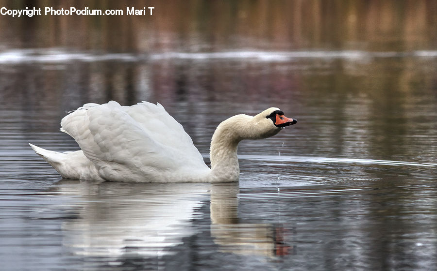 Bird, Swan, Waterfowl, Goose, Beak, Duck, Teal
