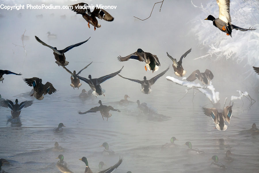 Bird, Goose, Waterfowl, Kite Bird, Duck, Teal, Swallow